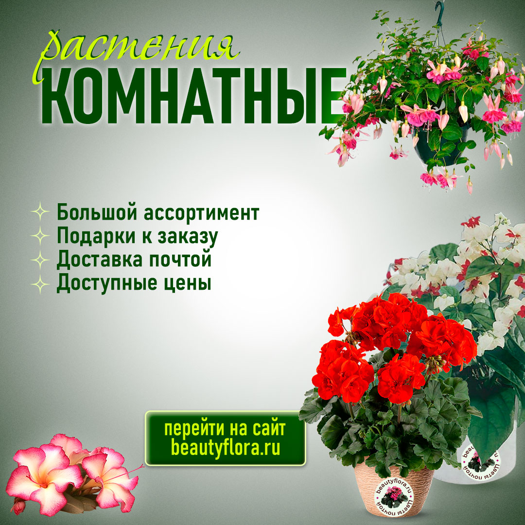 BF-тел Хоста.png